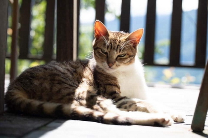 清境羊角村住宿大放送